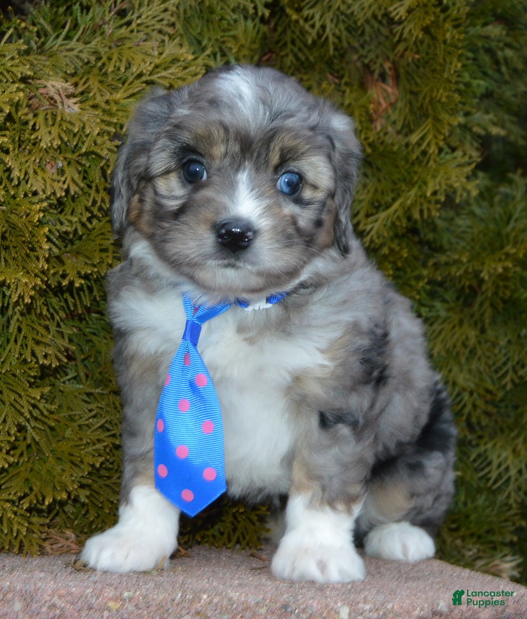 Mini Aussiedoodle dogs for sale: Mini Auggie - Ad 14