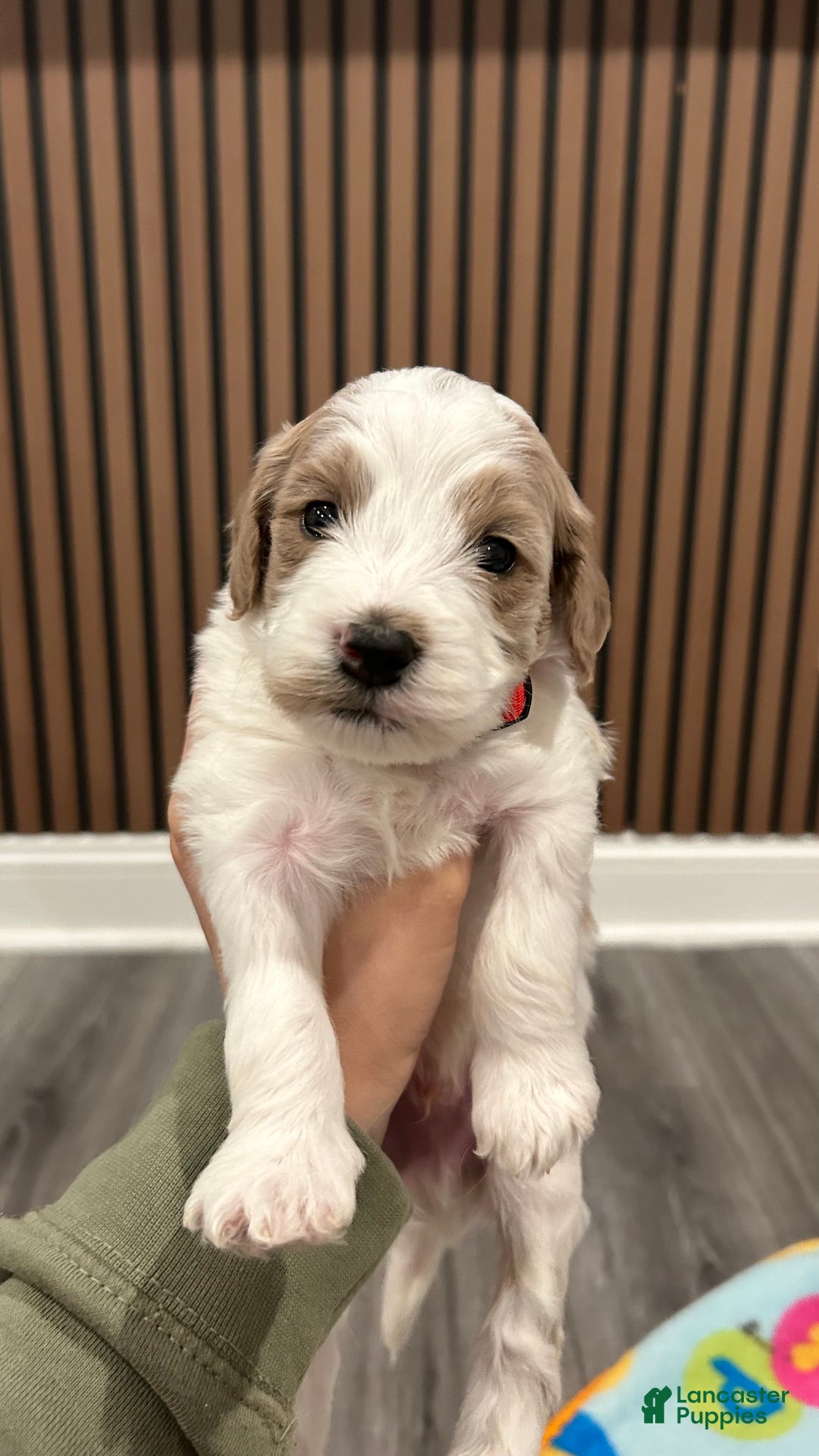 Goldendoodle dogs for sale: Brook - Ad 1