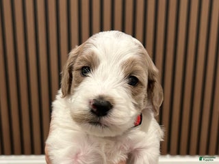 Goldendoodle dogs Brook - Ad 17