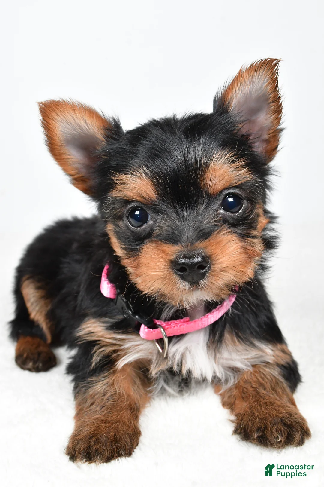 Yorkshire Terrier dogs for sale: Macey - Ad 3