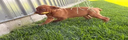 Dogue De Bordeaux dogs for sale: Becky - Ad 3