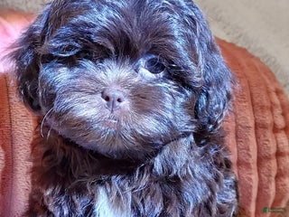 Shih Tzu dogs - Ad 36