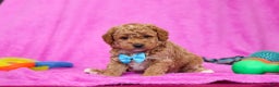 Goldendoodle dogs for sale: Florenzo - Ad 4