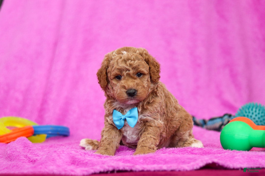 Goldendoodle dogs for sale: Florenzo - Ad 4