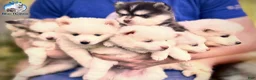 Pomsky dogs for sale: Orion - Toy Male Pomsky → The Real-Life Teddy Bear - Ad 14