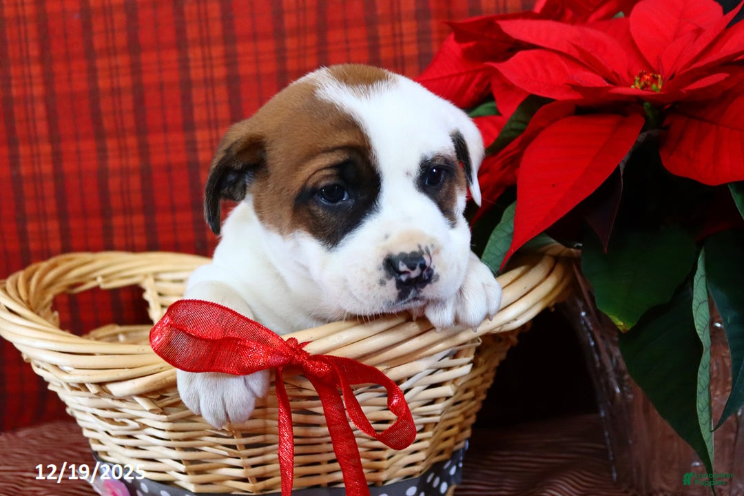 Mixed Breed dogs for sale: Lulu - Ad 2