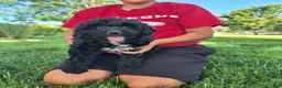 Mini Aussiedoodle dogs for sale: Yellow - Ad 12