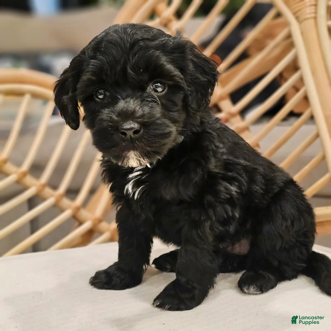 Portuguese Water Dog dogs for sale: Stella B. 💚 - Ad 2