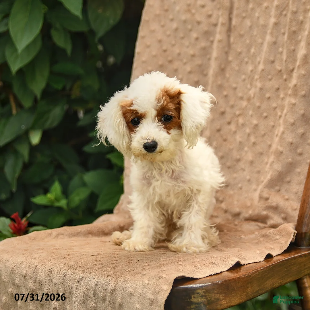 Toy Poodle dogs for sale: Meringue - Ad 1