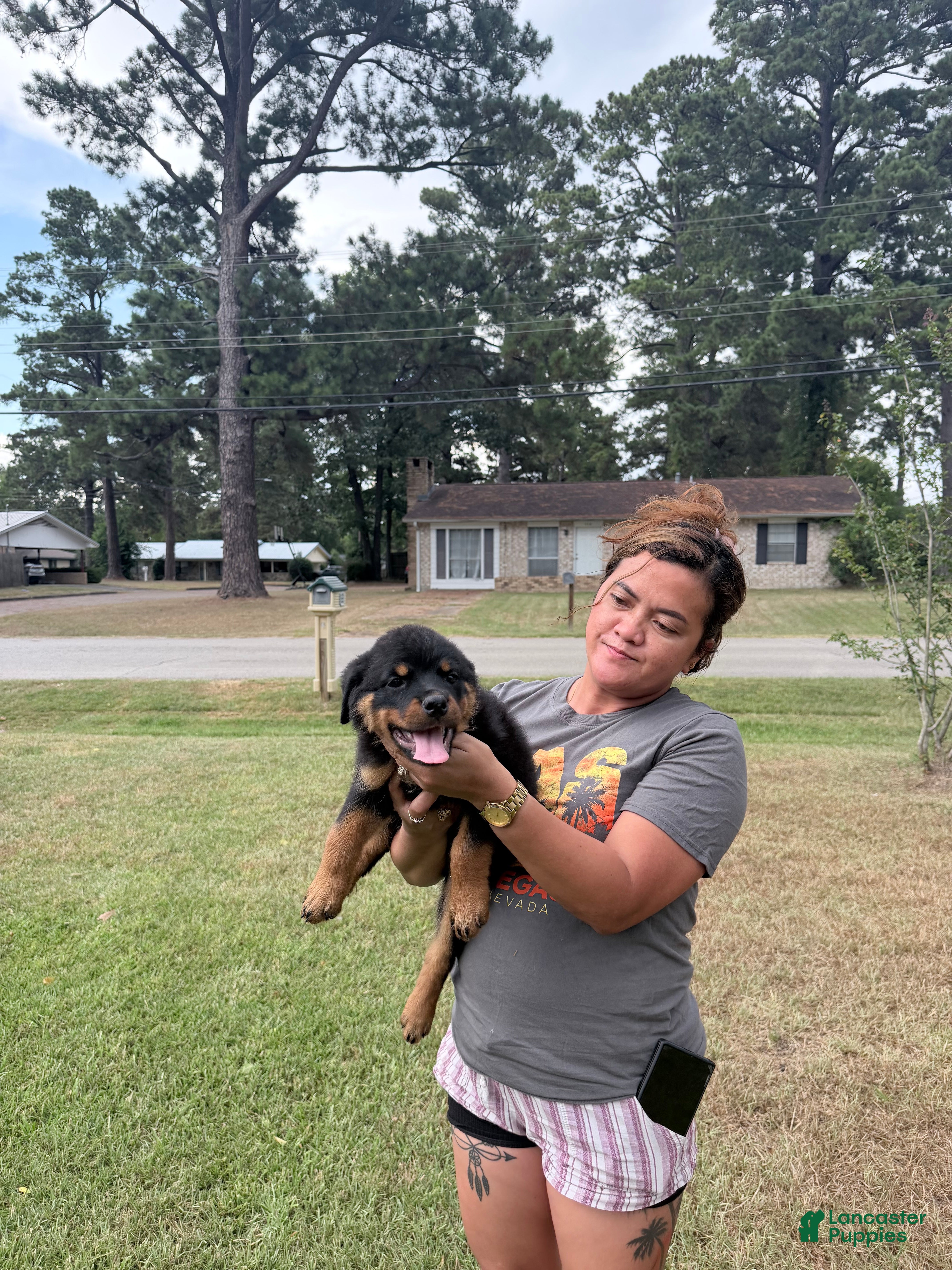 Rottweiler dogs Lavender collar female - Ad 1