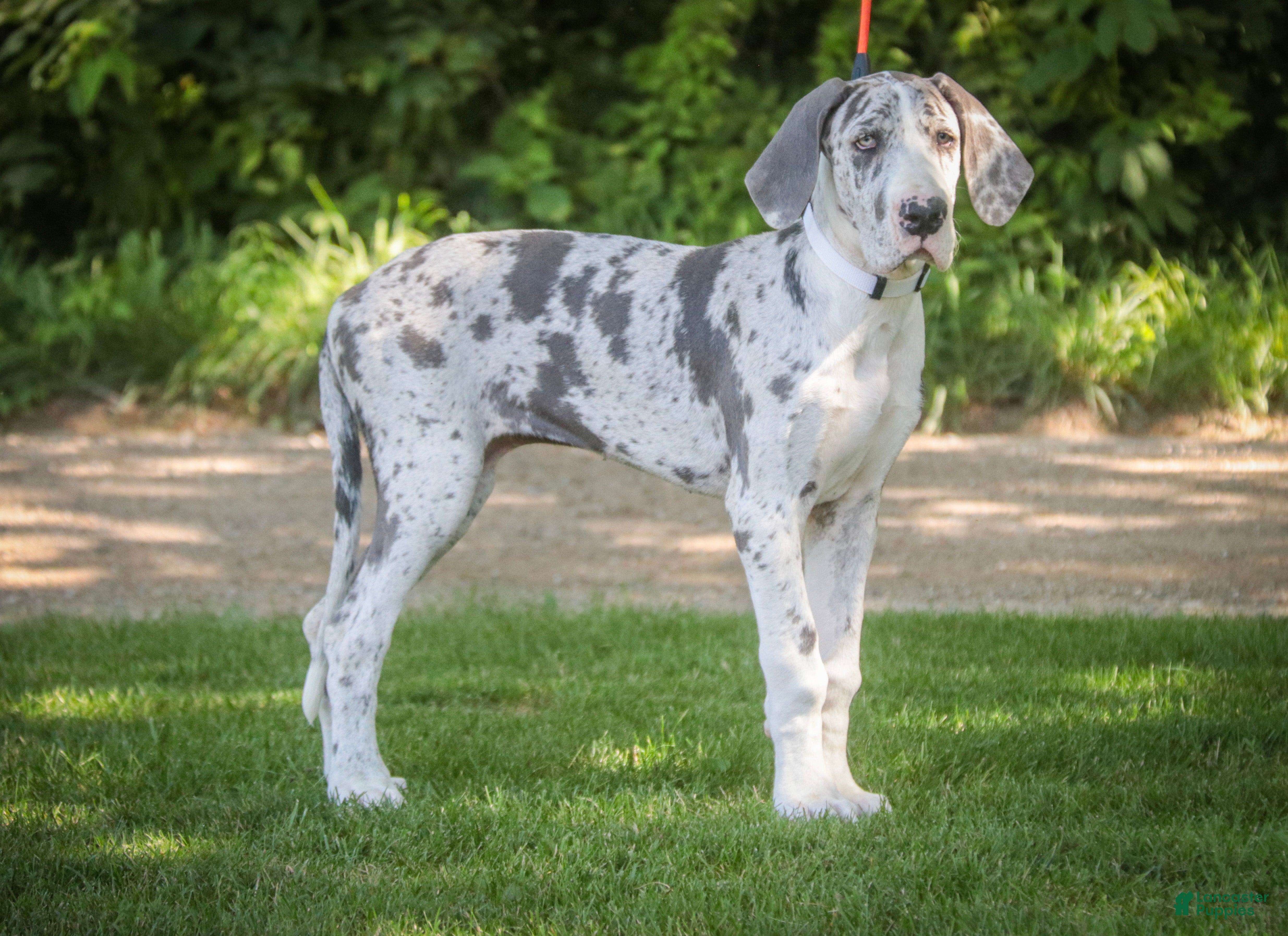 Great Dane dogs Skye - Ad 1