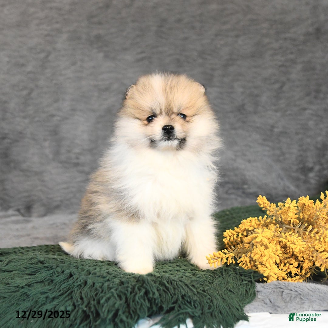 Pomeranian dogs for sale: Fritz - Ad 3