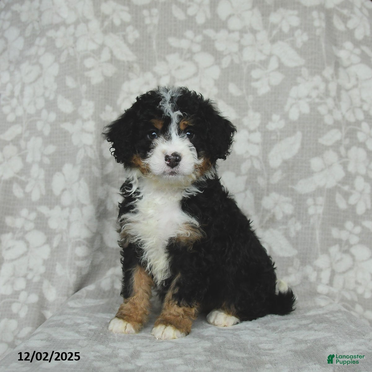 Mini Bernedoodle dogs Tilly - Ad 5