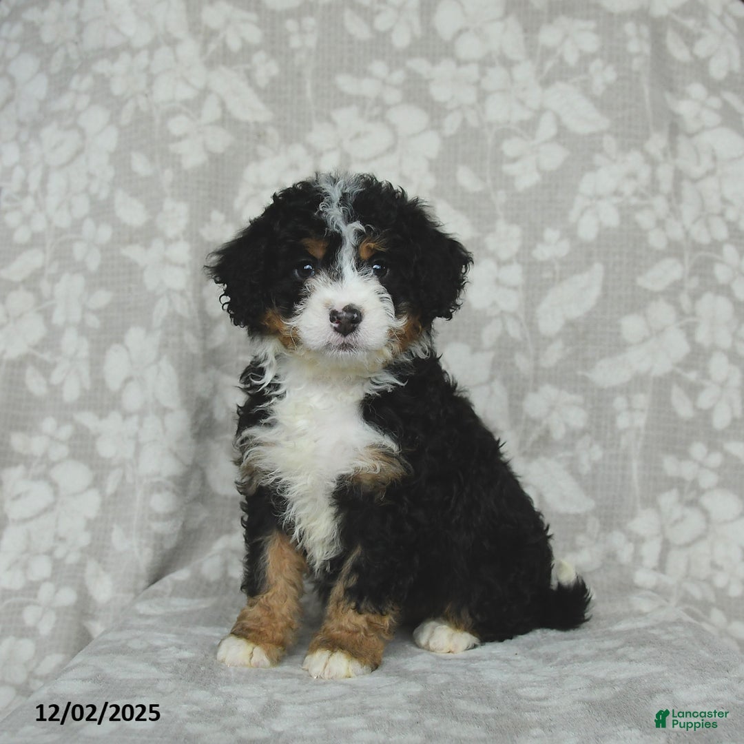 Mini Bernedoodle dogs for sale: Tilly - Ad 1