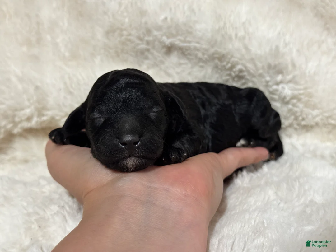 Toy Poodle dogs for sale: Nellie  - Ad 1