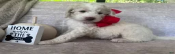 Goldendoodle dogs for sale: Bricks ❤️ - Ad 3