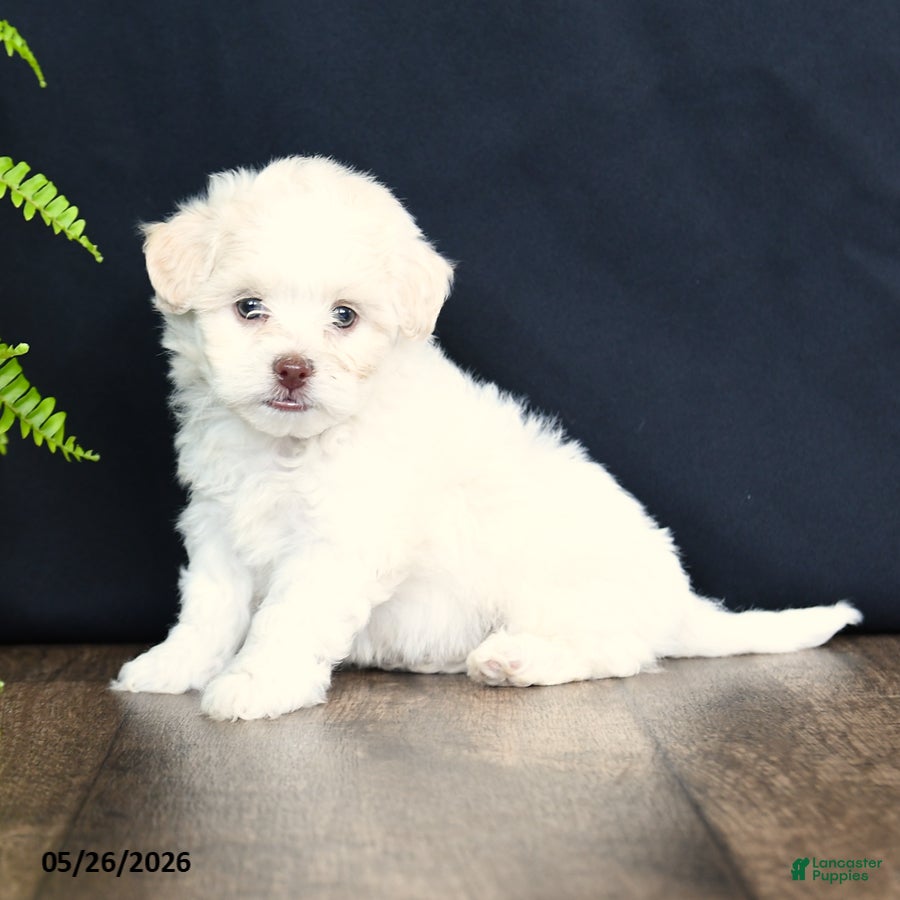 Mixed Breed dogs Bambi - Ad 2
