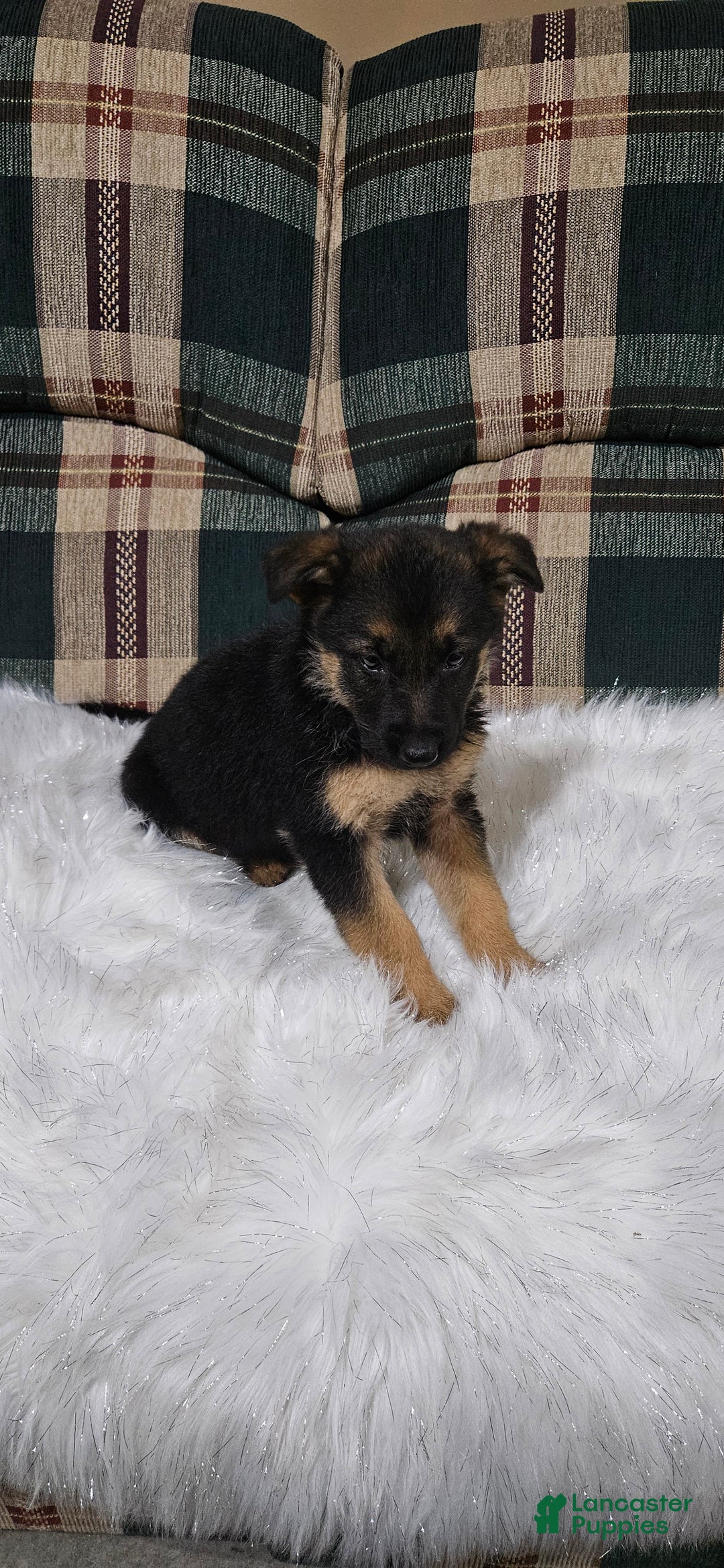 German Shepherd dogs for sale: Bella - Ad 4