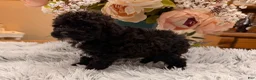 Miniature Poodle dogs for sale: Miniature Poodle 4 - Ad 5