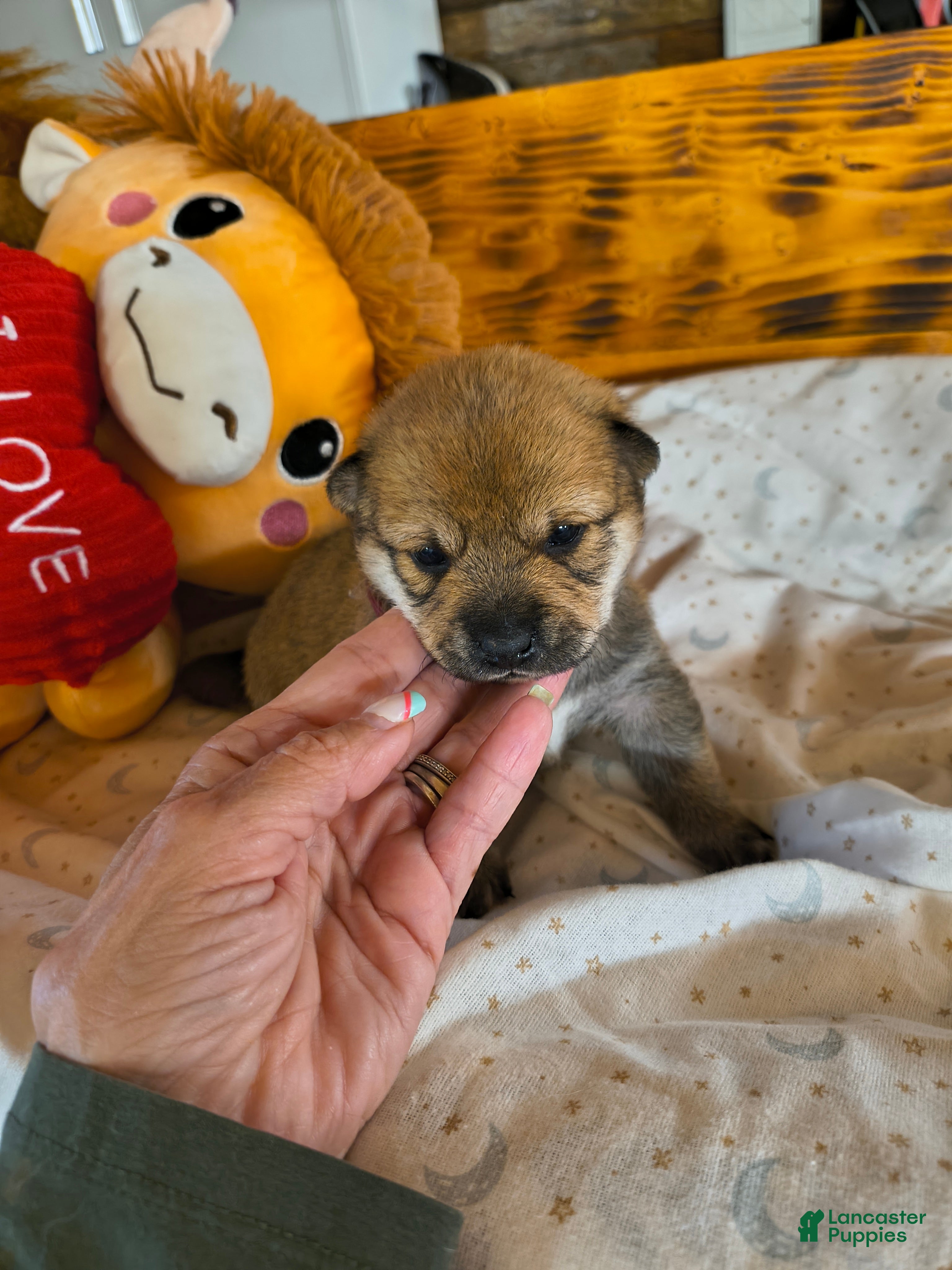 Shiba Inu dogs for sale: Shiba Inu Puppy 1 - Ad 2