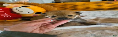 Shiba Inu Puppy 1