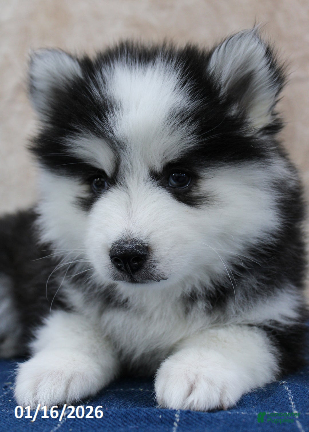 Pomsky dogs for sale: Darla - Ad 4