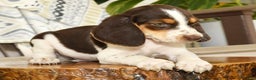 Beagle dogs for sale: Perry - Ad 7