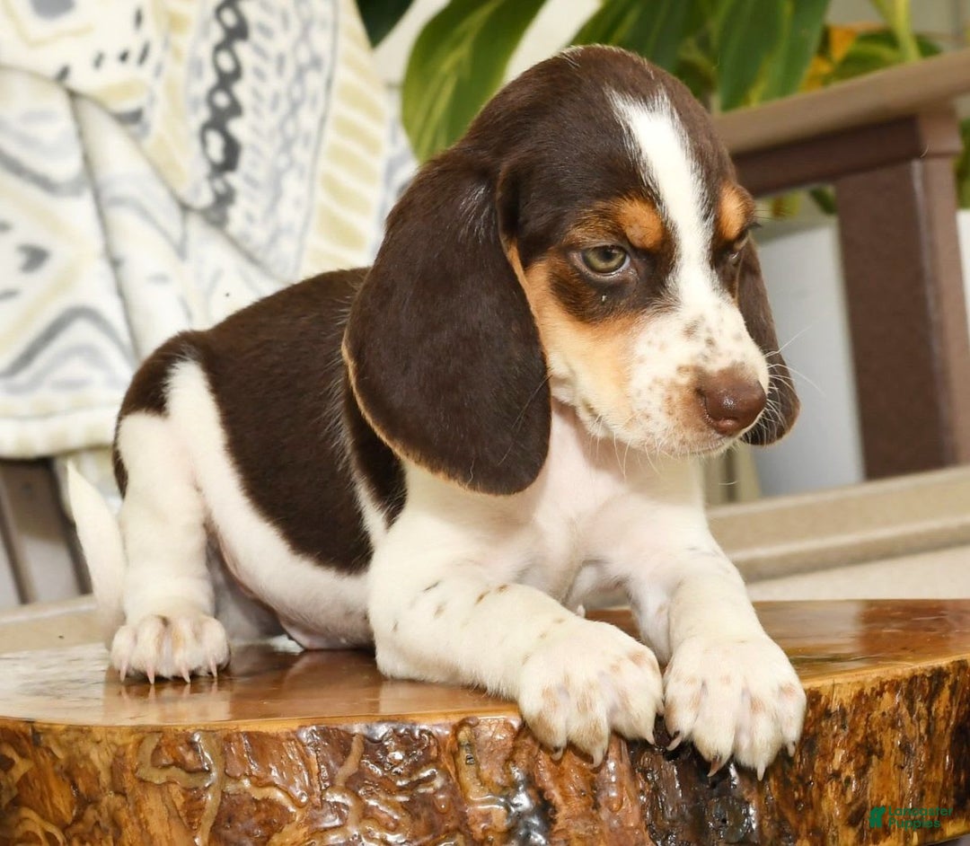 Beagle dogs for sale: Perry - Ad 7