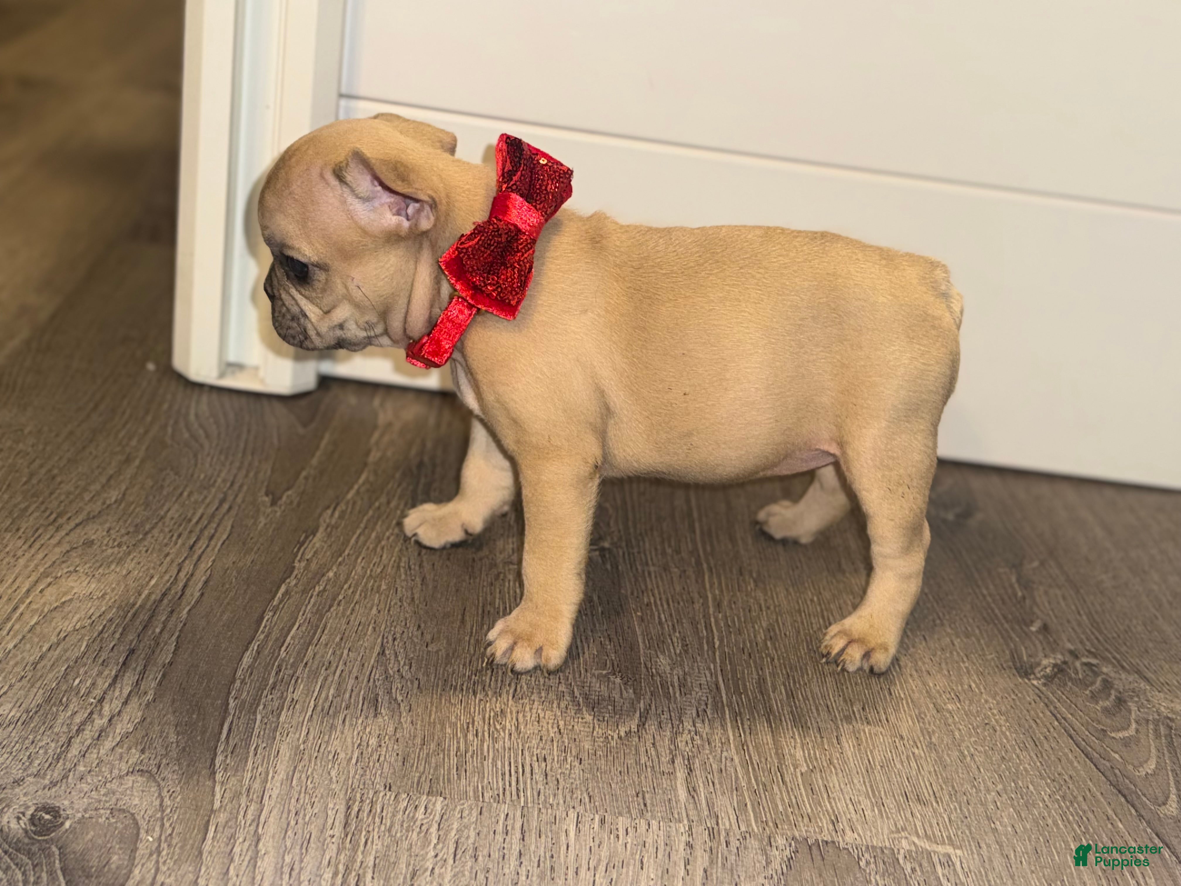 French Bulldog dogs French Bulldog Puppy 6 - Ad 13