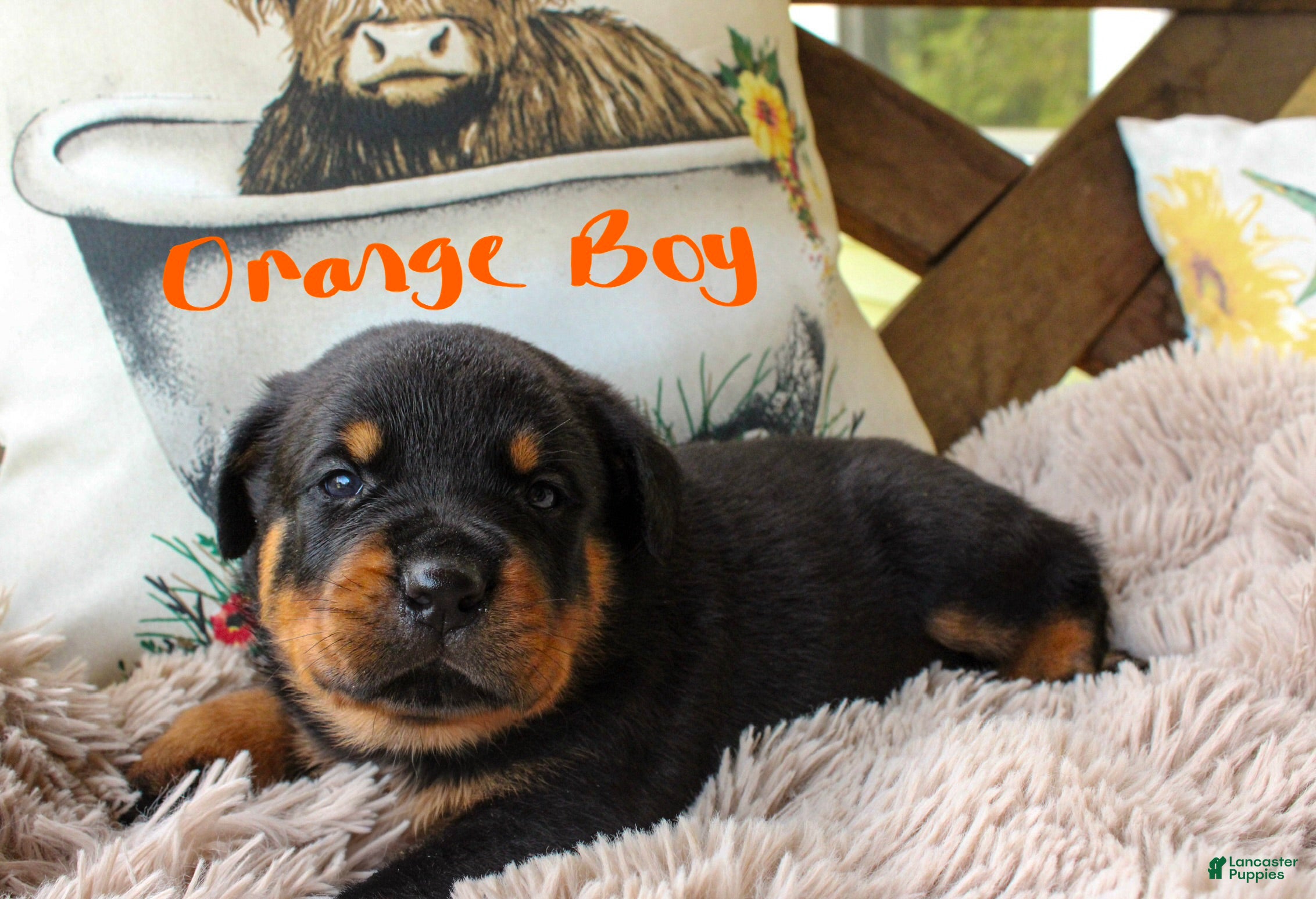 Rottweiler dogs Rottweiler 3 - Ad 24