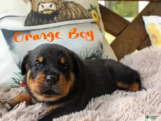 Rottweiler dogs Rottweiler 3 - Ad 24