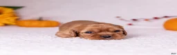 Cavalier King Charles Spaniel dogs for sale: Chestnut - Ad 4