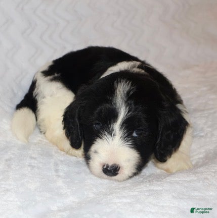Mini Goldendoodle dogs Renee - Ad 2