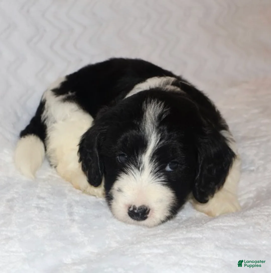 Mini Goldendoodle dogs for sale: Renee - Ad 2