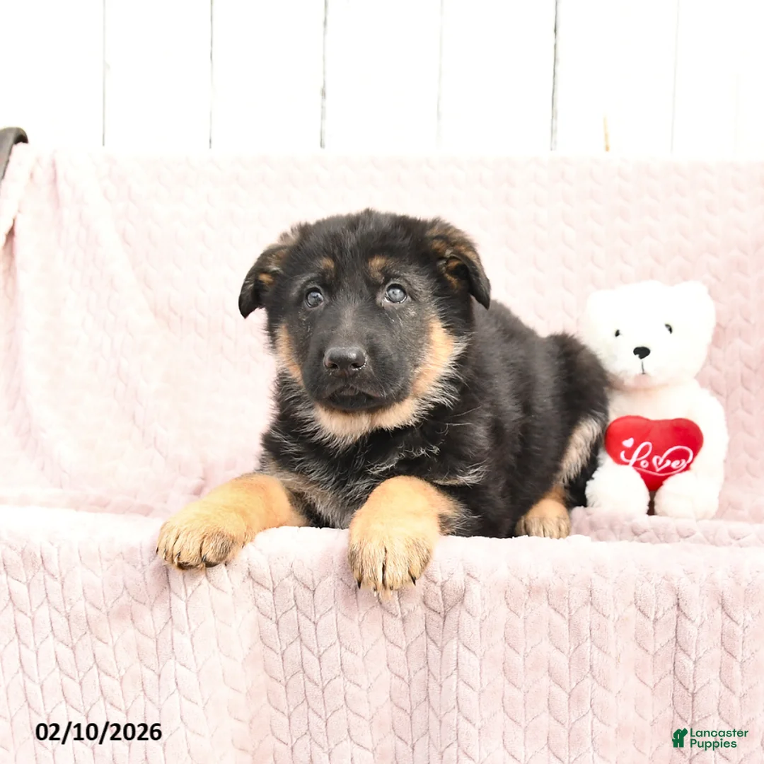German Shepherd dogs for sale: Scarlett - Ad 3