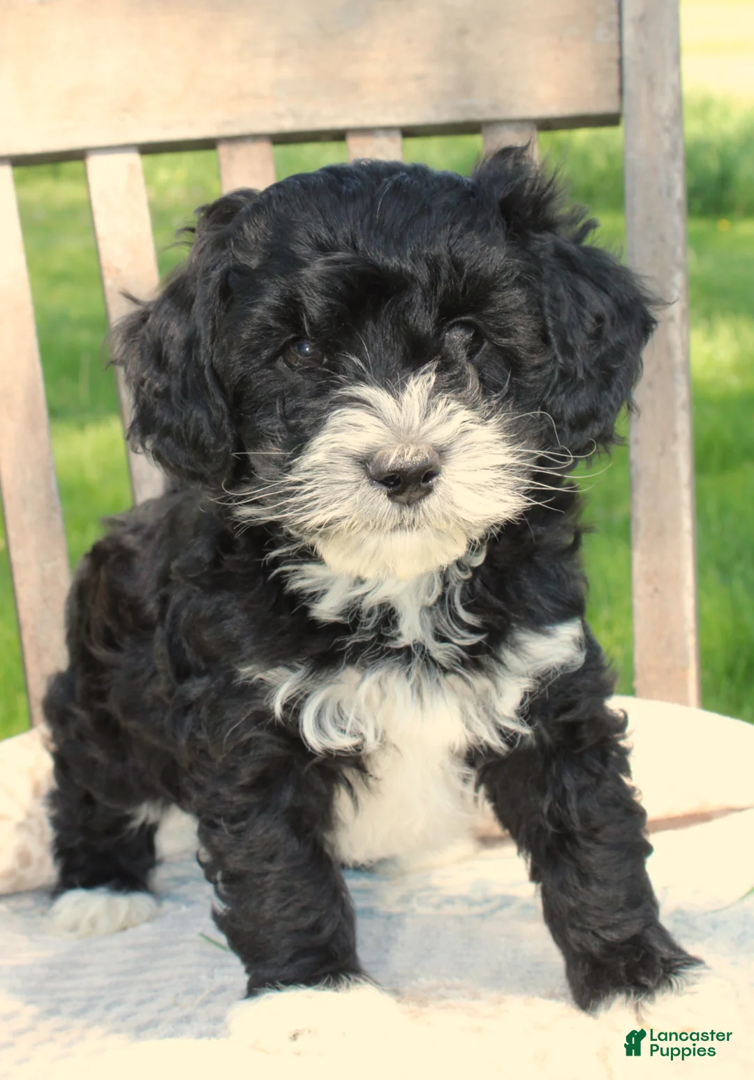 Havapoo dogs for sale: Toby - Ad 1