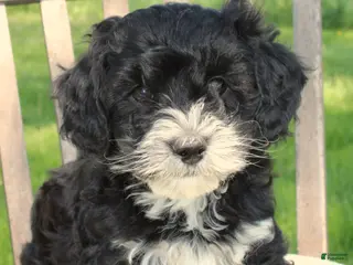 Havapoo dogs for sale: Toby - Ad 1