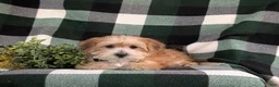 Morkie dogs for sale: Beethovan 7 lbs Full Grown - Ad 8