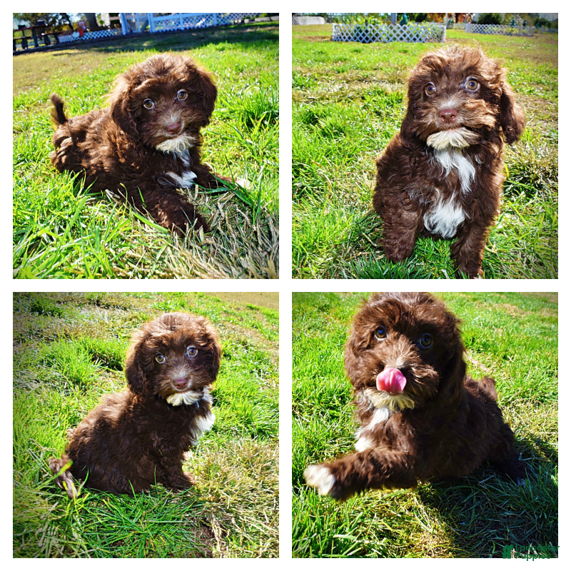 Havapoo dogs Gonzo  - Ad 23