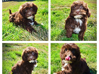 Havapoo dogs Gonzo - Black Friday Sale - Ad 41