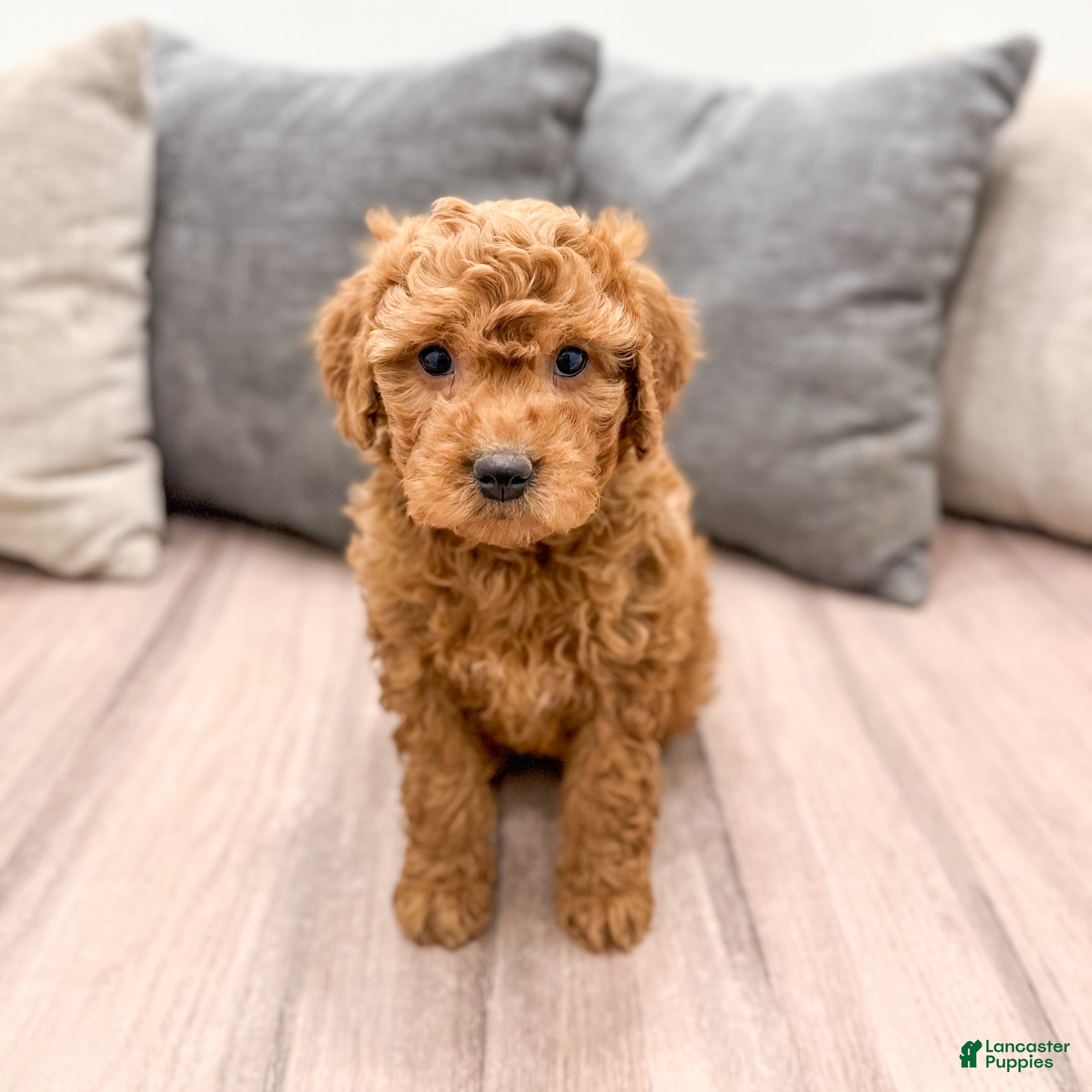 Goldendoodle dogs Betsy - Ad 2
