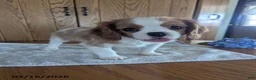 Cavalier King Charles Spaniel dogs for sale: Cinnamon - Ad 3