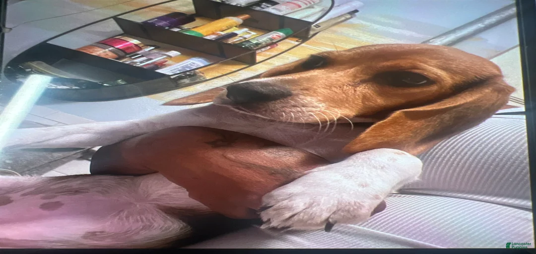 Gallery Image {{count}}