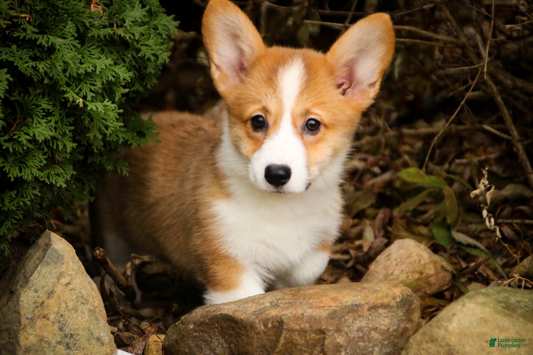 Welsh Corgi Pembroke dogs for sale: Sadie - Ad 4