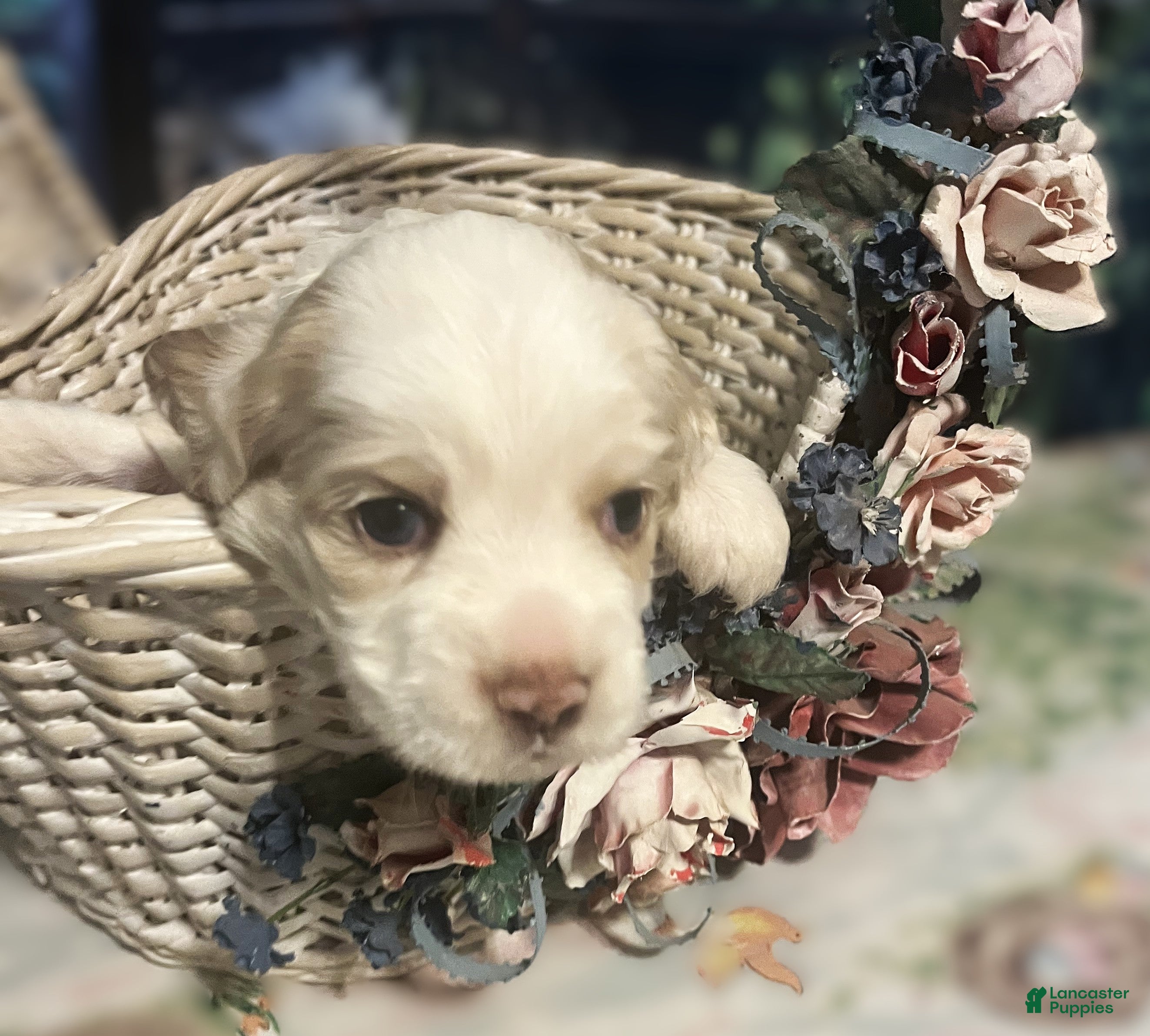 Cocker Spaniel dogs Cocker Spaniel Puppy 5 Female - Daisy - Ad 1