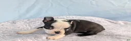 Boston Terrier dogs for sale: Mooo  Cow - Ad 11