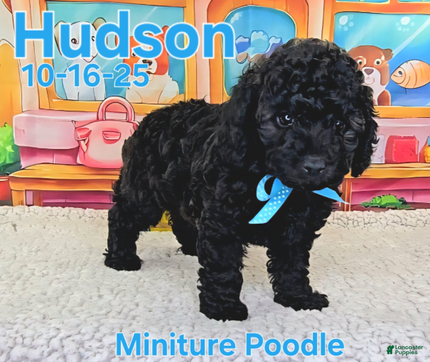 Toy Poodle dogs Hudson - Ad 8