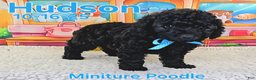 Toy Poodle dogs for sale: Hudson - Ad 1