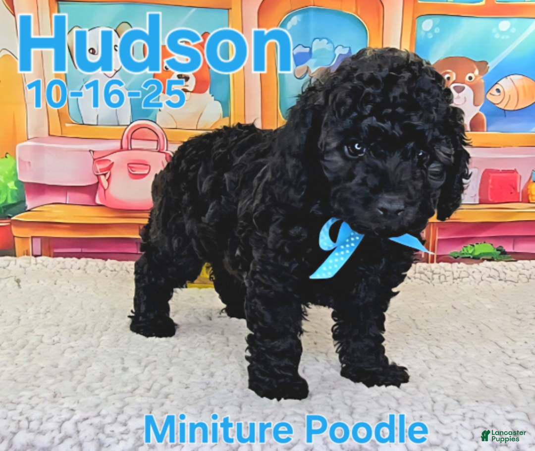 Toy Poodle dogs for sale: Hudson - Ad 1