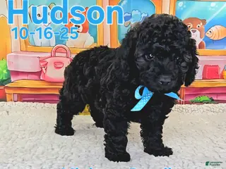 Toy Poodle dogs Hudson - Ad 7